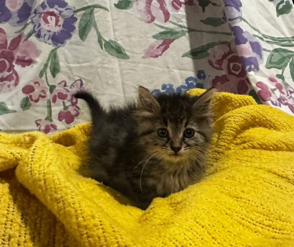 Bella Long Haired Tabby Female Kitten