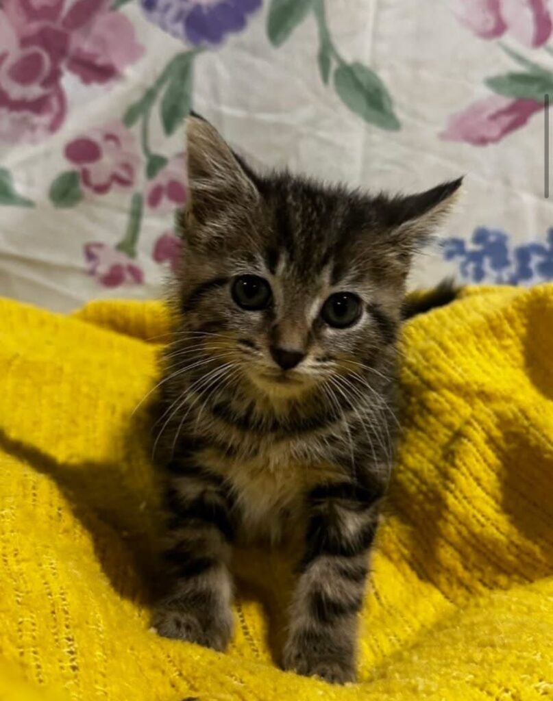 Lilly Long Haired Tabby Female Kitten