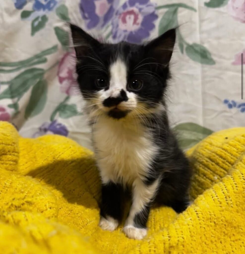 Rowan Black and White Long Haired Male Kitten