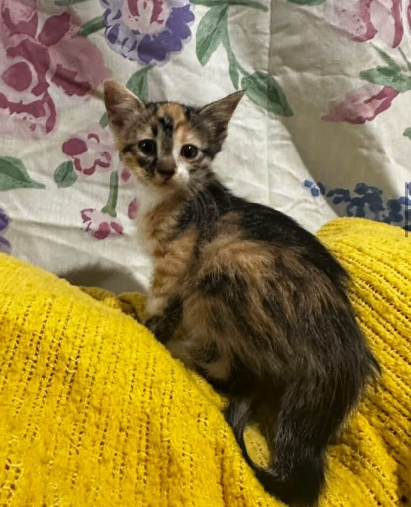 Aspin Tabby Calico Kitten Female