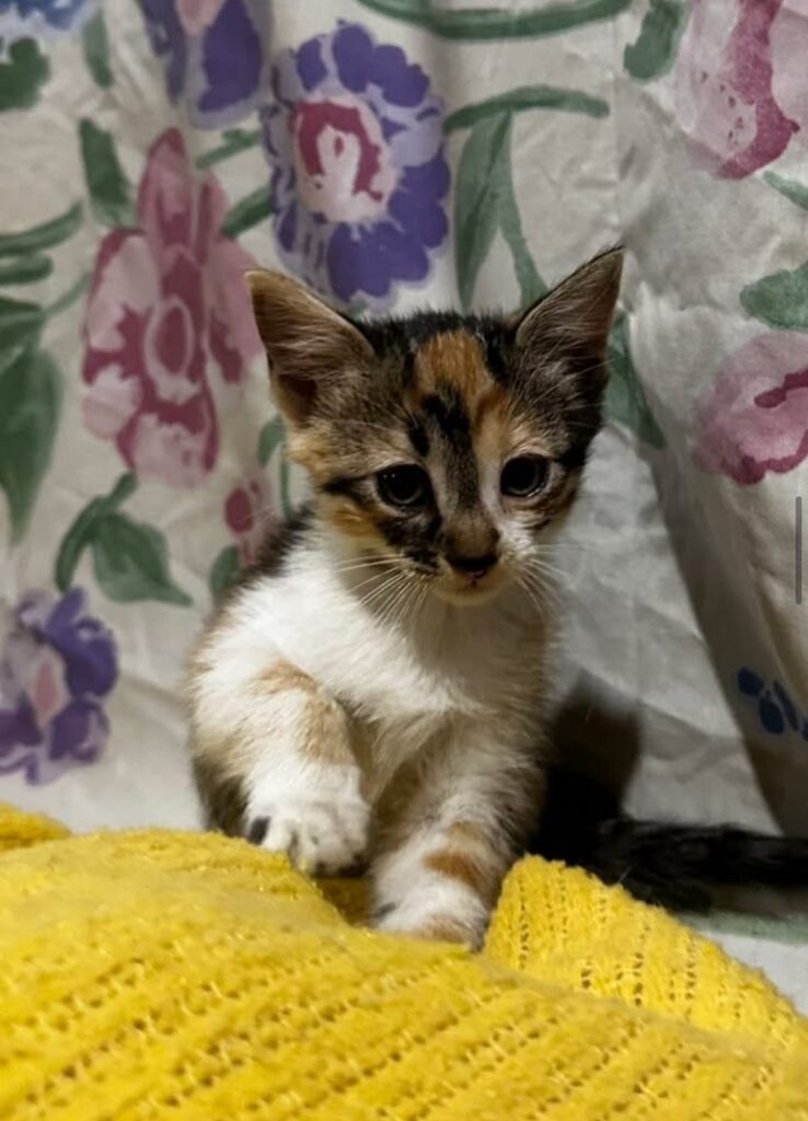 Wylia Calico Kitten Female