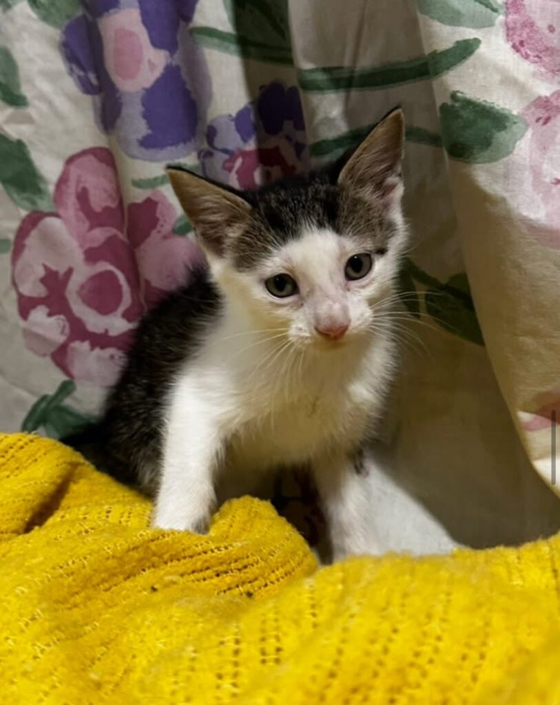 Ozzy Tabby/Domestic Short Hair Kitten Male