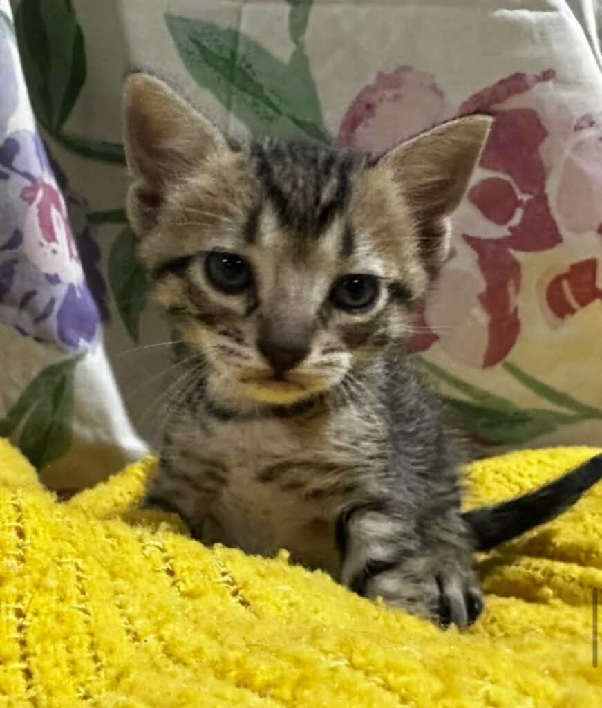 Suki Tabby Kitten Male