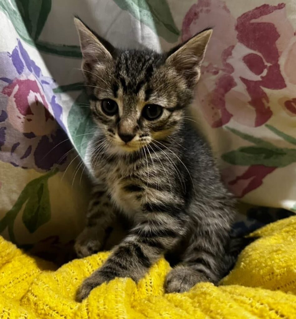 Gouda Tabby Kitten Male