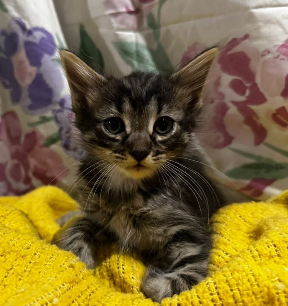 Bandit  Tabby Kitten Male