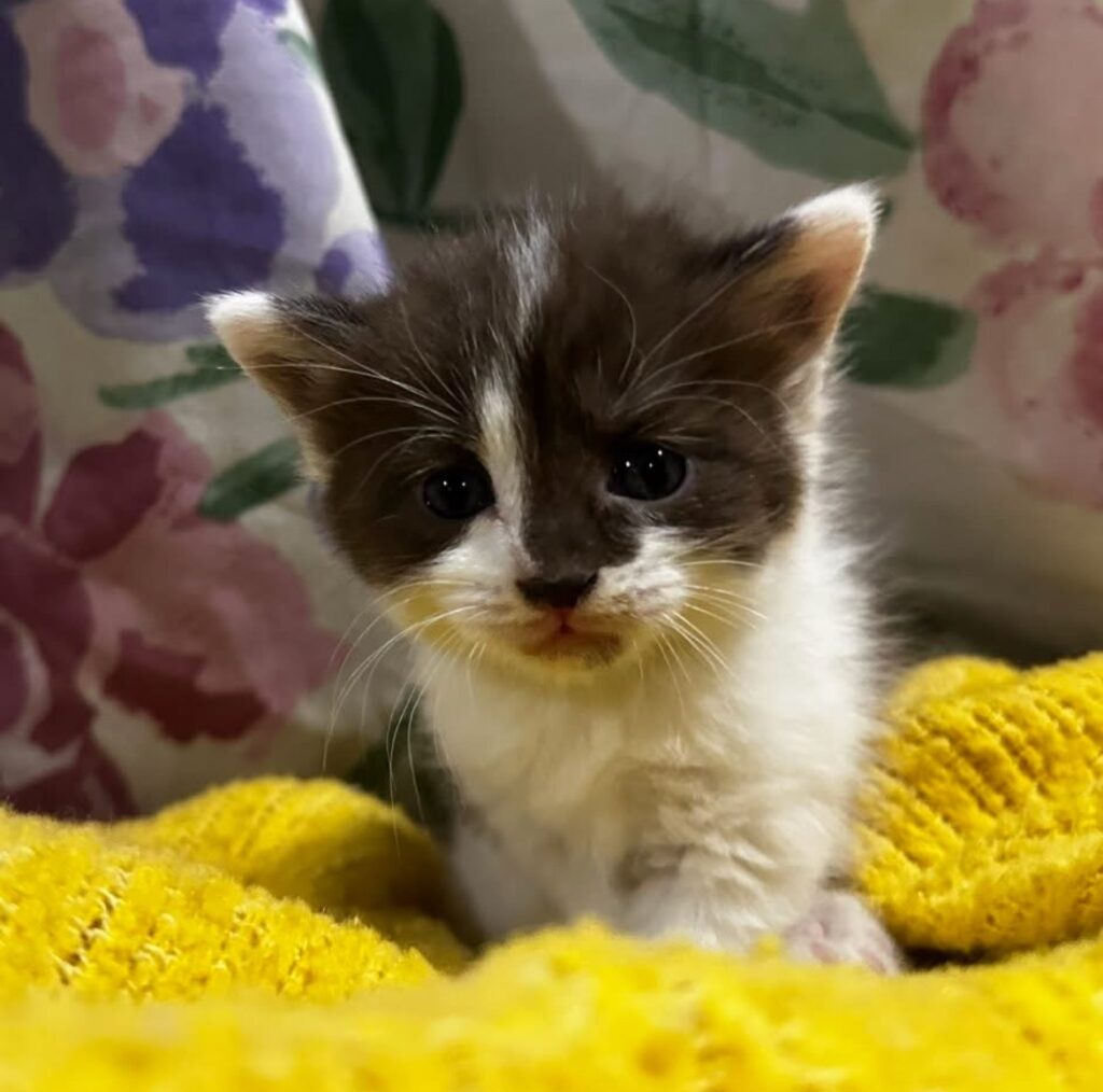 Churro Short Haired Domestic Brown/White Kitten Female