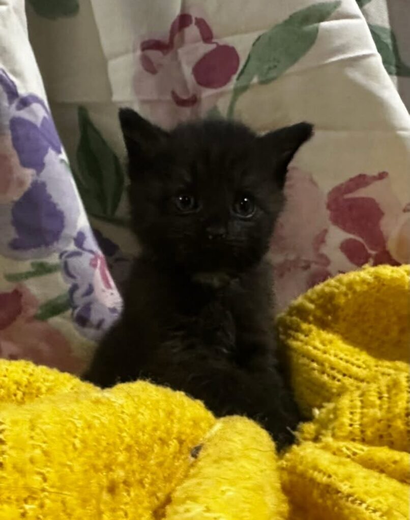 Nebula Black Domestic Short Haired Kitten Female