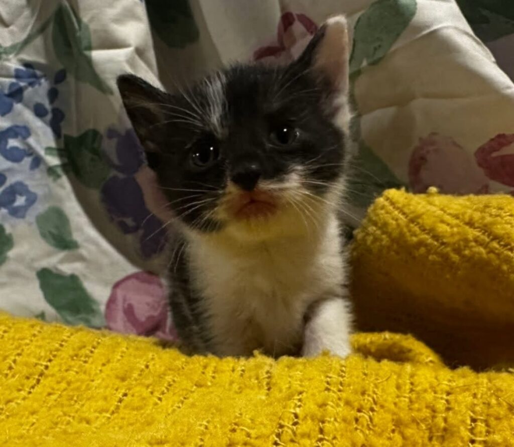 Nyx Black/White Domestic Short Haired Kitten Female