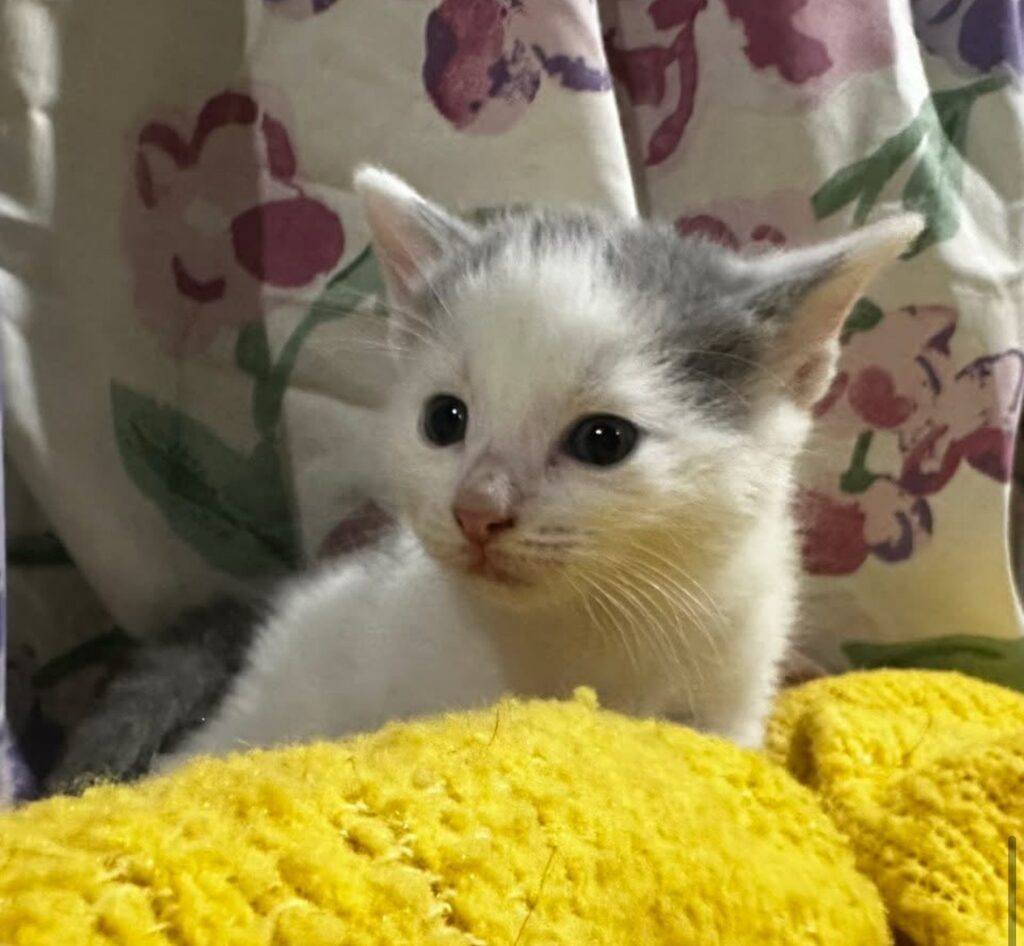 Cinder Grey/White Short Hair Domestic Kitten Female